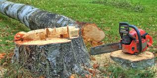 How Our Tree Care Process Works  in  Reliez Valley, CA