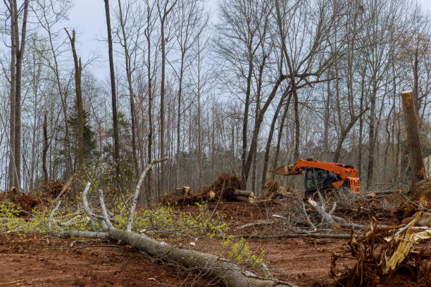 Best Tree Risk Assessment  in Reliez Valley, CA