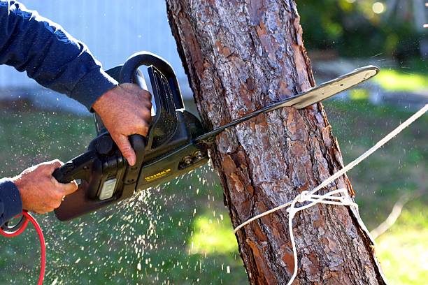 Best Tree Preservation Services  in Reliez Valley, CA