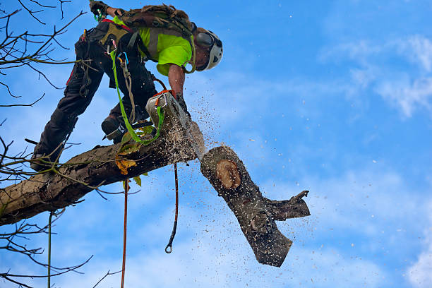 Trusted Reliez Valley, CA Tree Care Experts