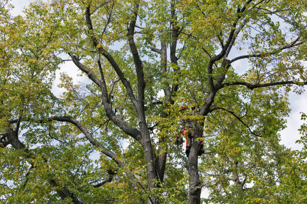 Best Storm Damage Tree Cleanup  in Reliez Valley, CA